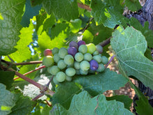 Load image into Gallery viewer, Louis Jadot Winemaker&#39;s Feast (6th November 2025)
